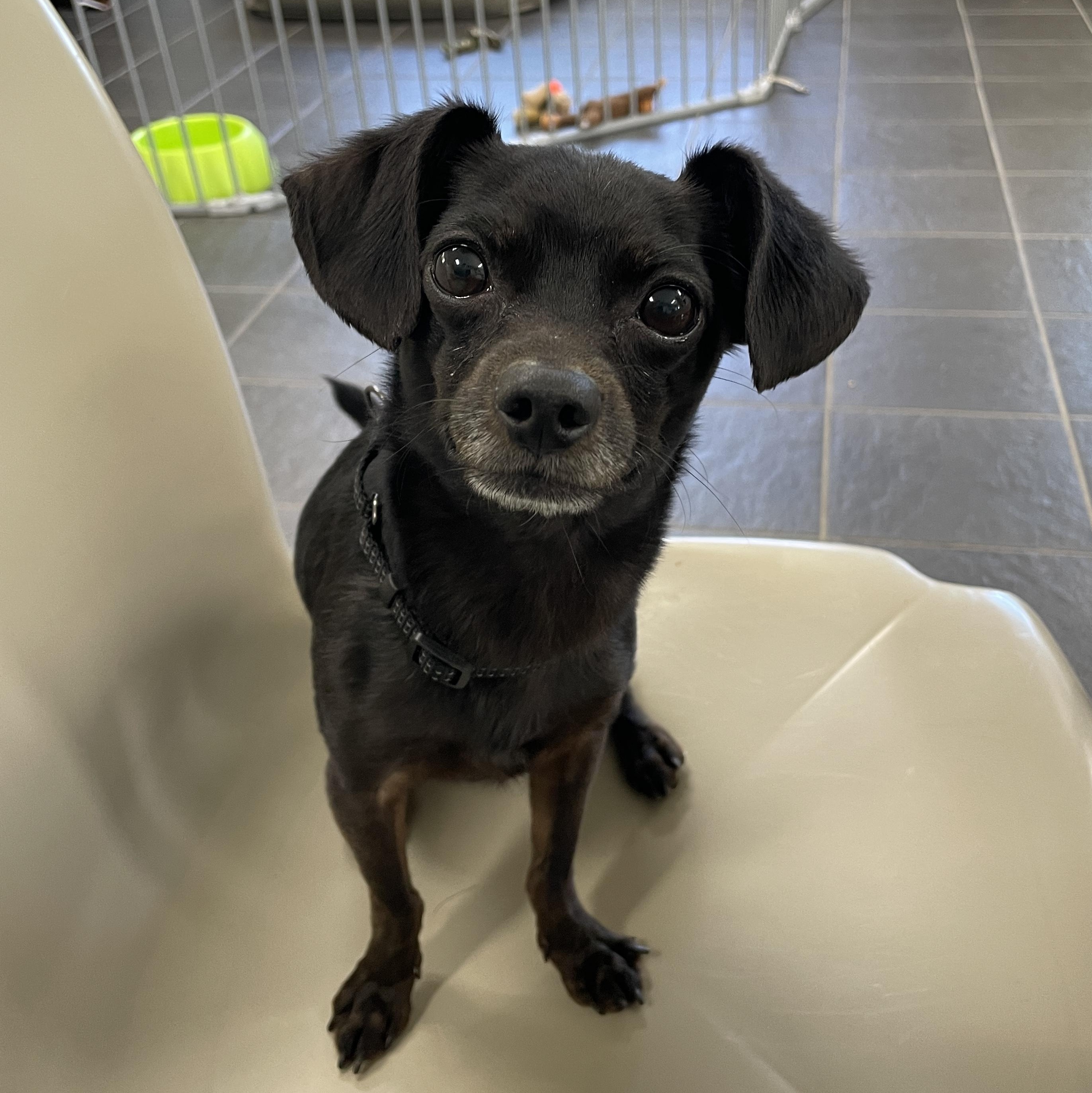 Enlarge Asphalt, a ADOPTABLE Chihuahua in Lake Oswego, OR image 5/5