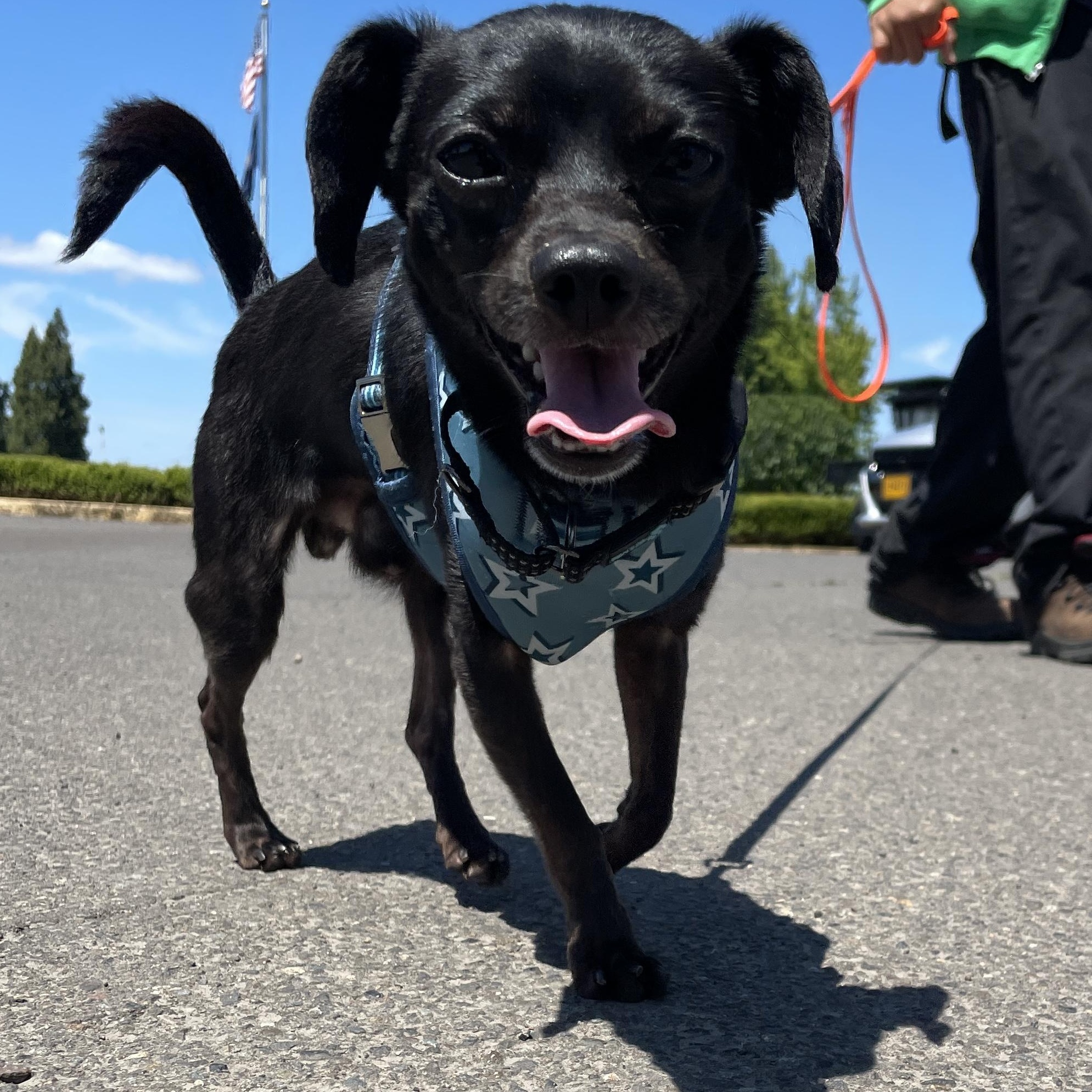 Enlarge Asphalt, a ADOPTABLE Chihuahua in Lake Oswego, OR image 3/5
