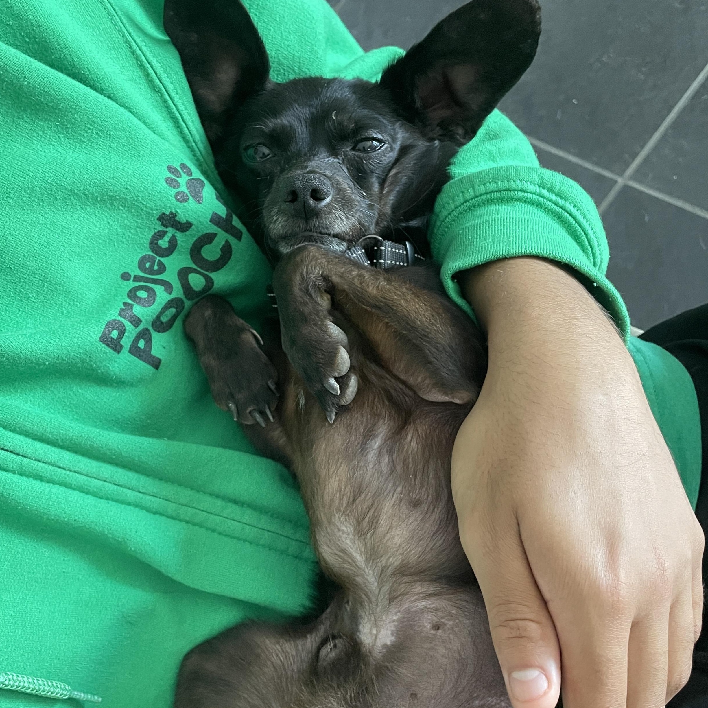 Enlarge Asphalt, a ADOPTABLE Chihuahua in Lake Oswego, OR image 4/5