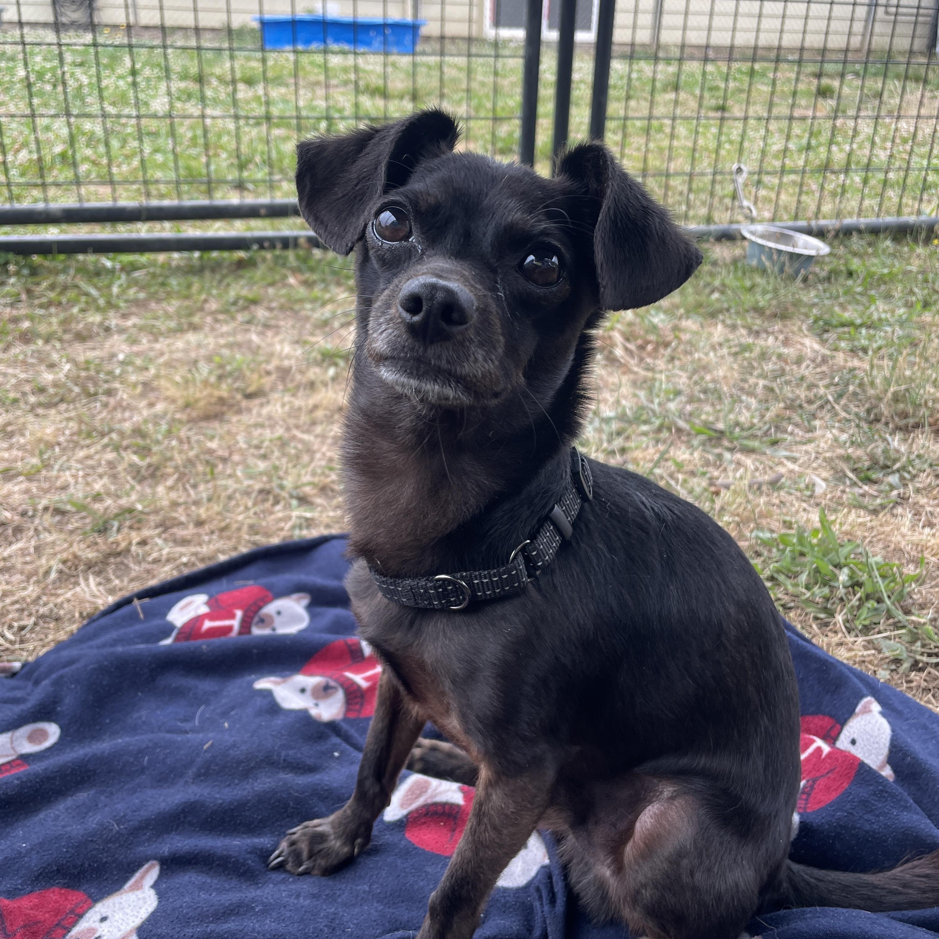 Enlarge Asphalt, a ADOPTABLE Chihuahua in Lake Oswego, OR image 1/5