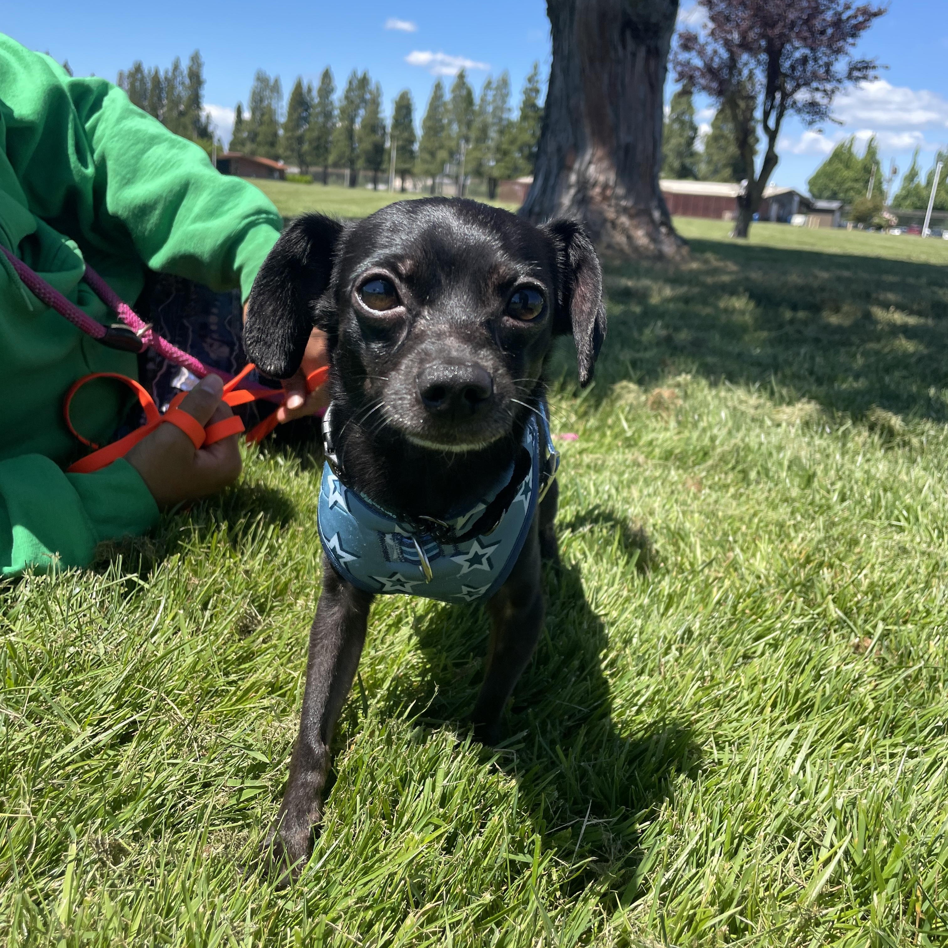 Enlarge Asphalt, a ADOPTABLE Chihuahua in Lake Oswego, OR image 2/5