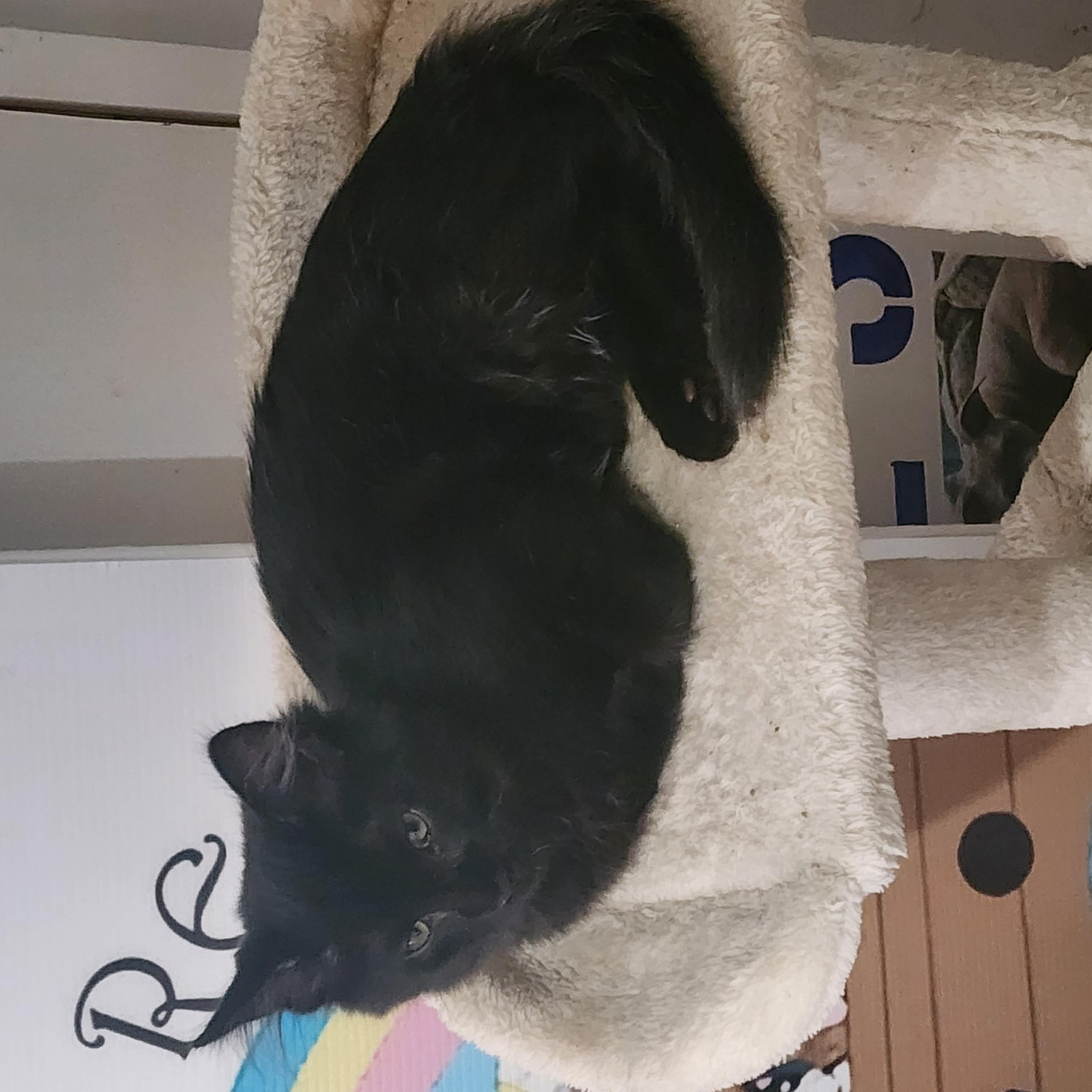 Enlarge Willie, a Adopted Domestic Medium Hair in EAST LEROY, MI image 2/3