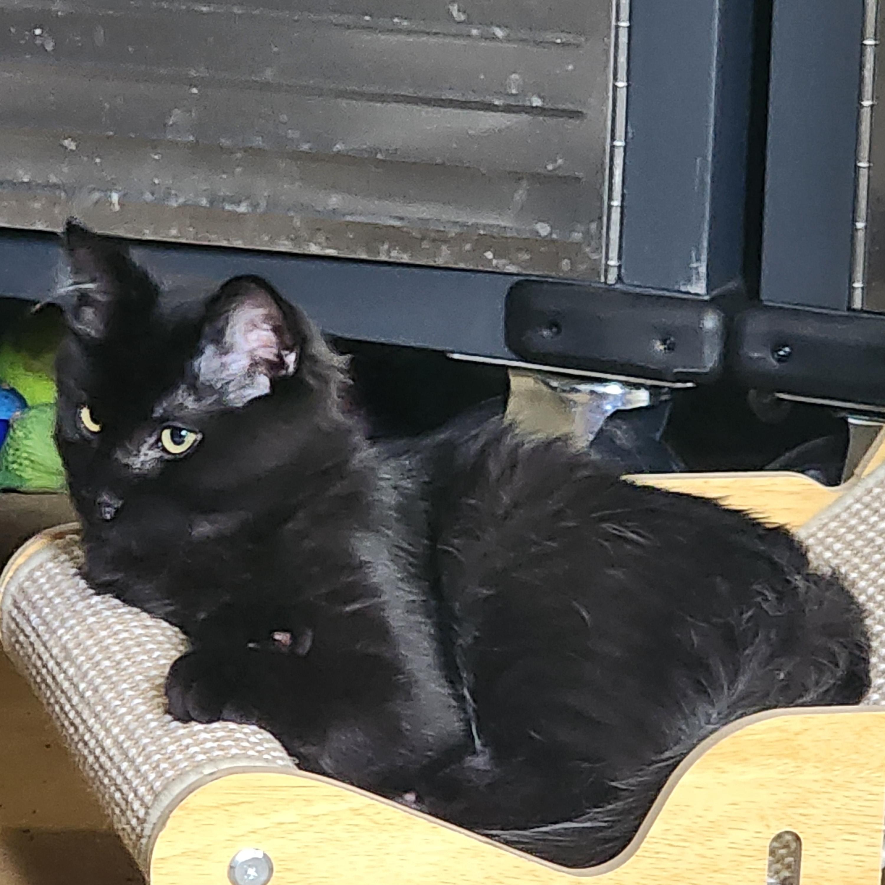 Enlarge Willie, a Adopted Domestic Medium Hair in EAST LEROY, MI image 3/3