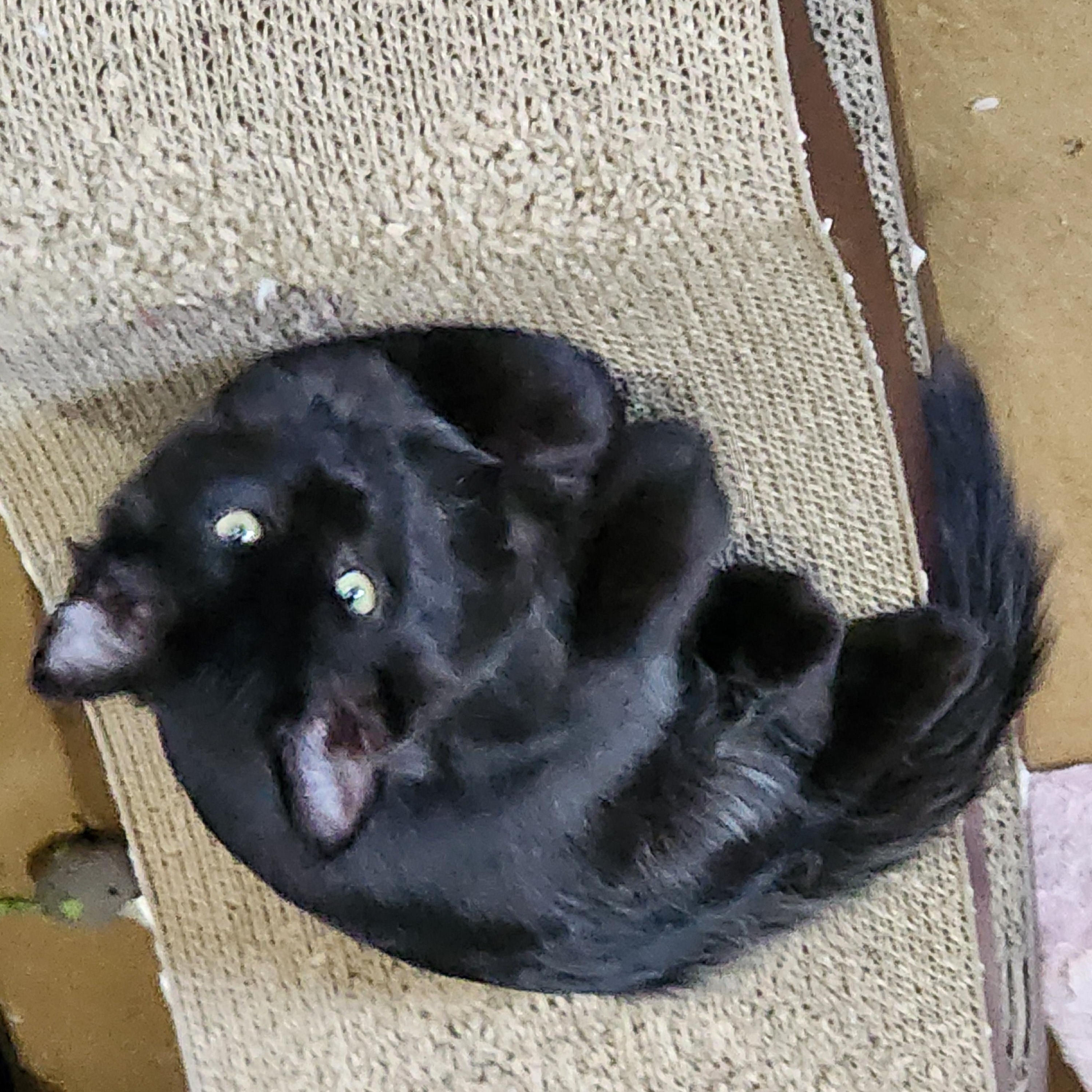 Enlarge Willie, a Adopted Domestic Medium Hair in EAST LEROY, MI image 1/3