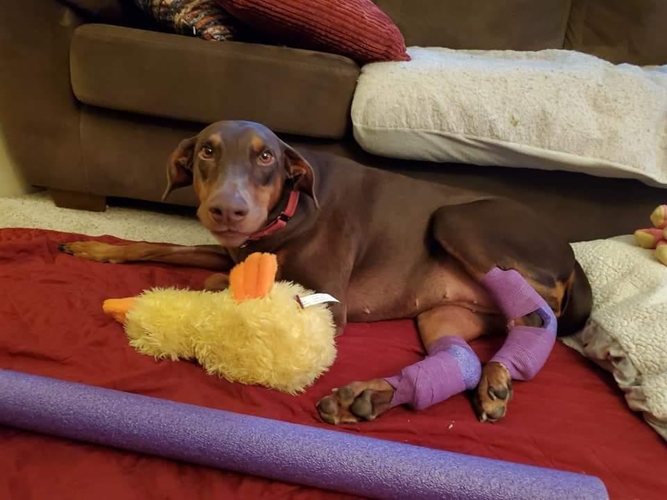 Enlarge Reina - Forever Foster, a Adoptable Doberman Pinscher in Minneapolis, MN image 1/3