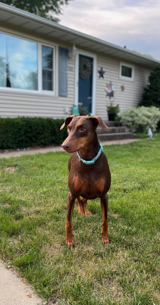 Enlarge Reina - Forever Foster, a Adoptable Doberman Pinscher in Minneapolis, MN image 2/3