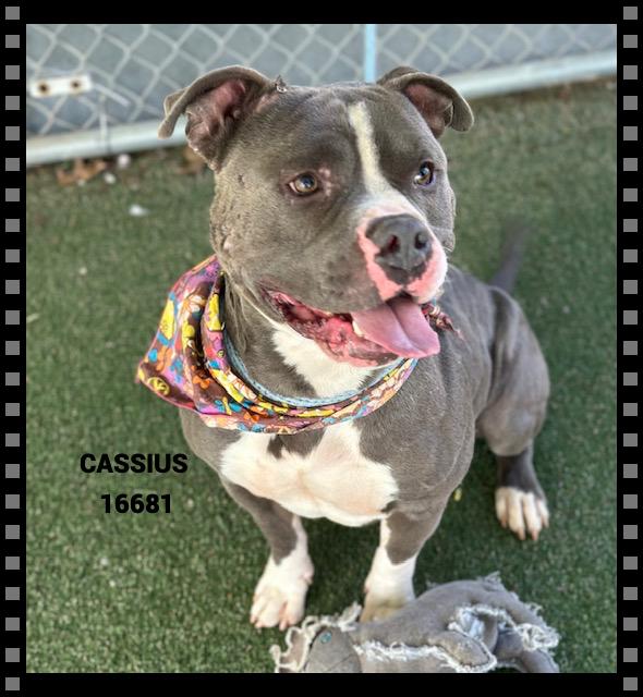 Enlarge CASSIUS , a ADOPTABLE mixed breed in Marietta, GA image 5/6