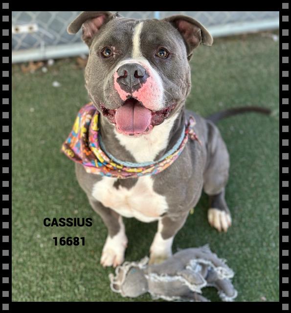 Enlarge CASSIUS , a ADOPTABLE mixed breed in Marietta, GA image 4/6