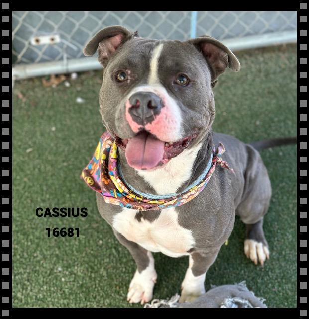 Enlarge CASSIUS , a ADOPTABLE mixed breed in Marietta, GA image 1/6