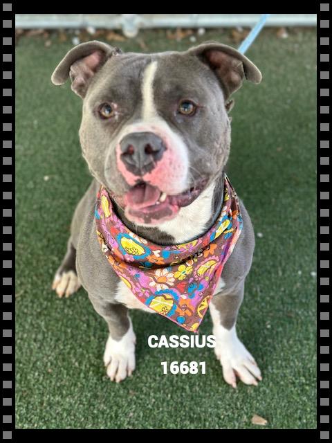 Enlarge CASSIUS , a ADOPTABLE mixed breed in Marietta, GA image 2/6