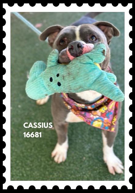 Enlarge CASSIUS , a ADOPTABLE mixed breed in Marietta, GA image 6/6