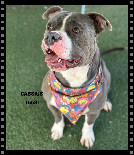 Enlarge CASSIUS , a ADOPTABLE mixed breed in Marietta, GA image 3/6