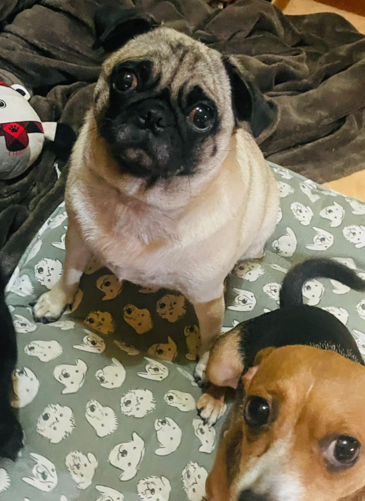 Enlarge Chanel, a Adoptable Pug in Carlsbad, CA image 3/3