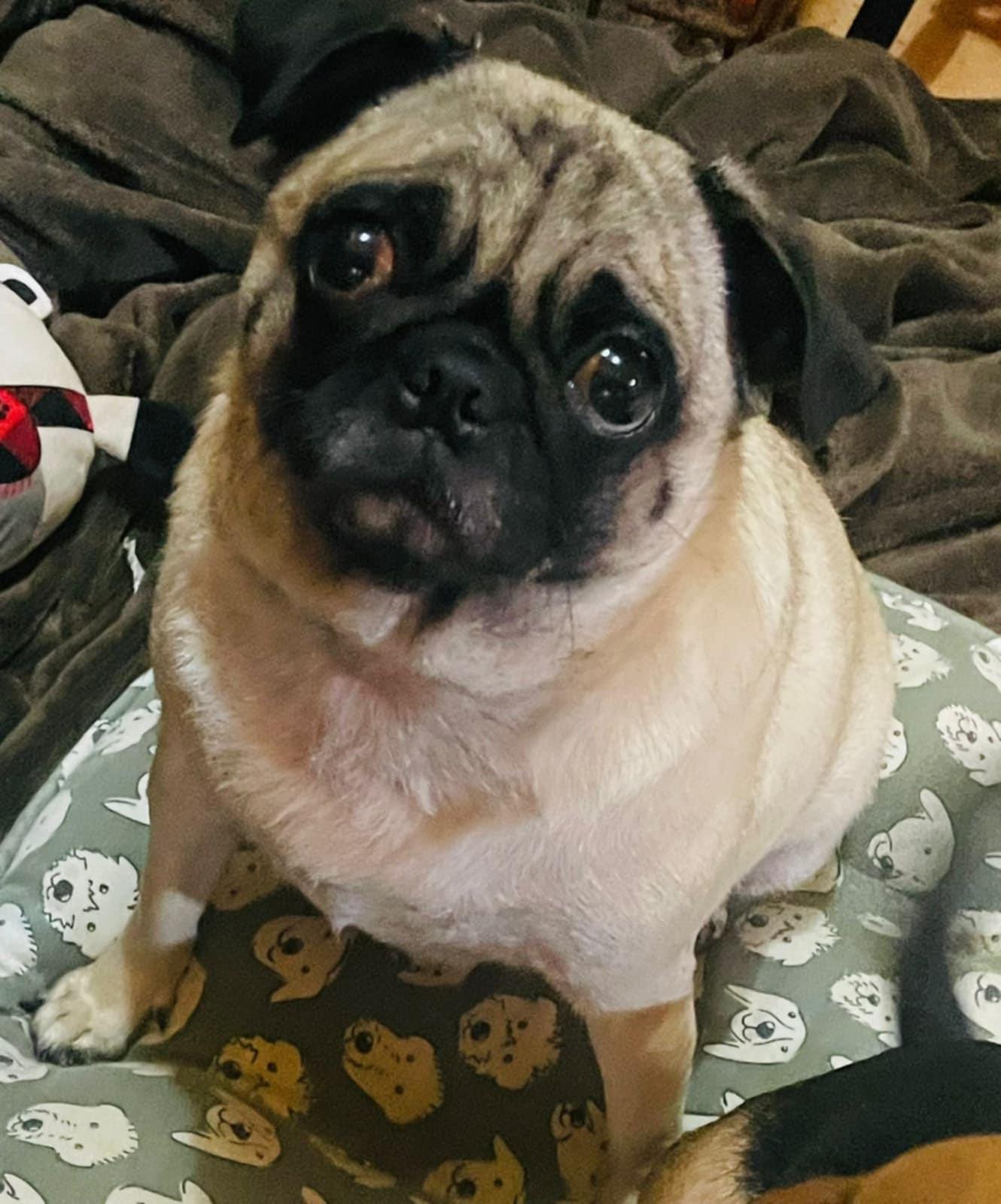 Enlarge Chanel, a Adoptable Pug in Carlsbad, CA image 2/3