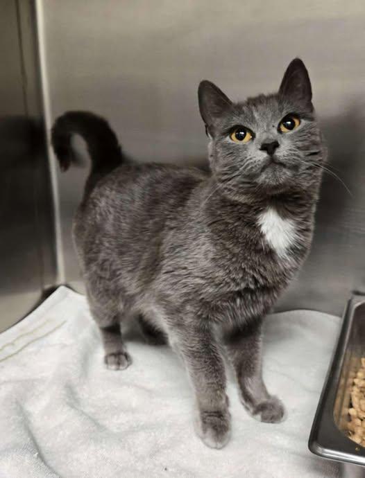 Engle, ADOPTABLE, Adult Female Domestic Short Hair.