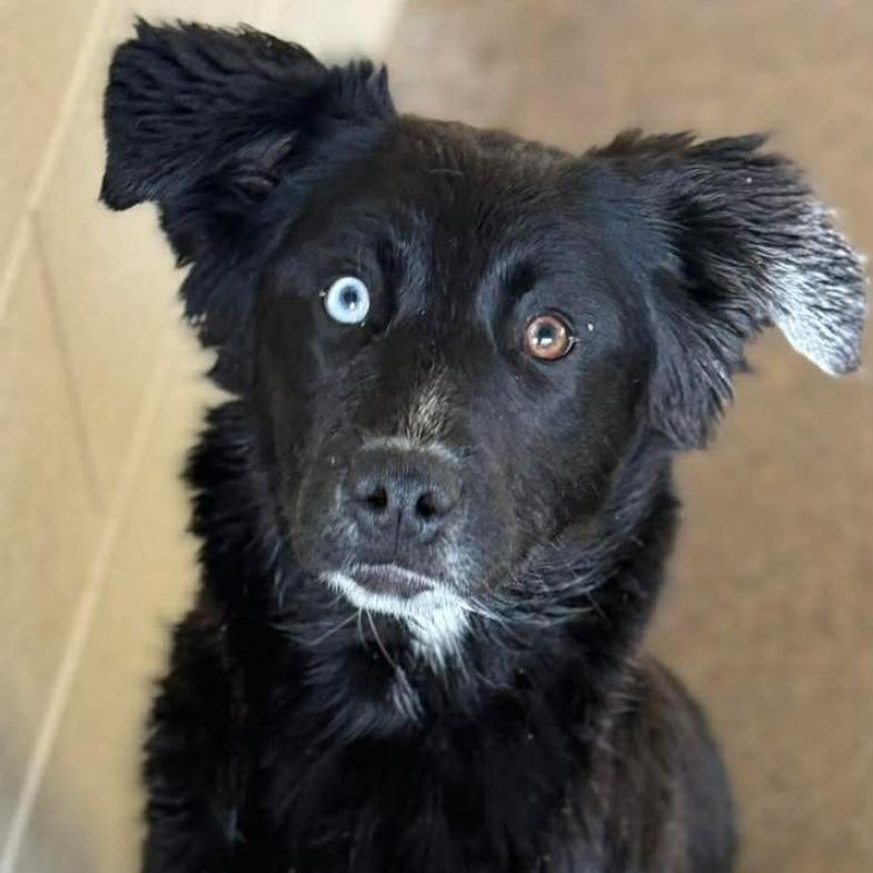 Enlarge CT Nova, a Adoptable Flat-Coated Retriever in Stormville, NY image 2/3