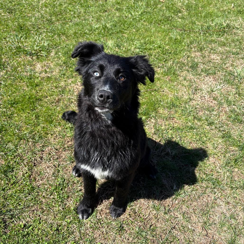 Enlarge CT Nova, a Adoptable Flat-Coated Retriever in Stormville, NY image 3/3