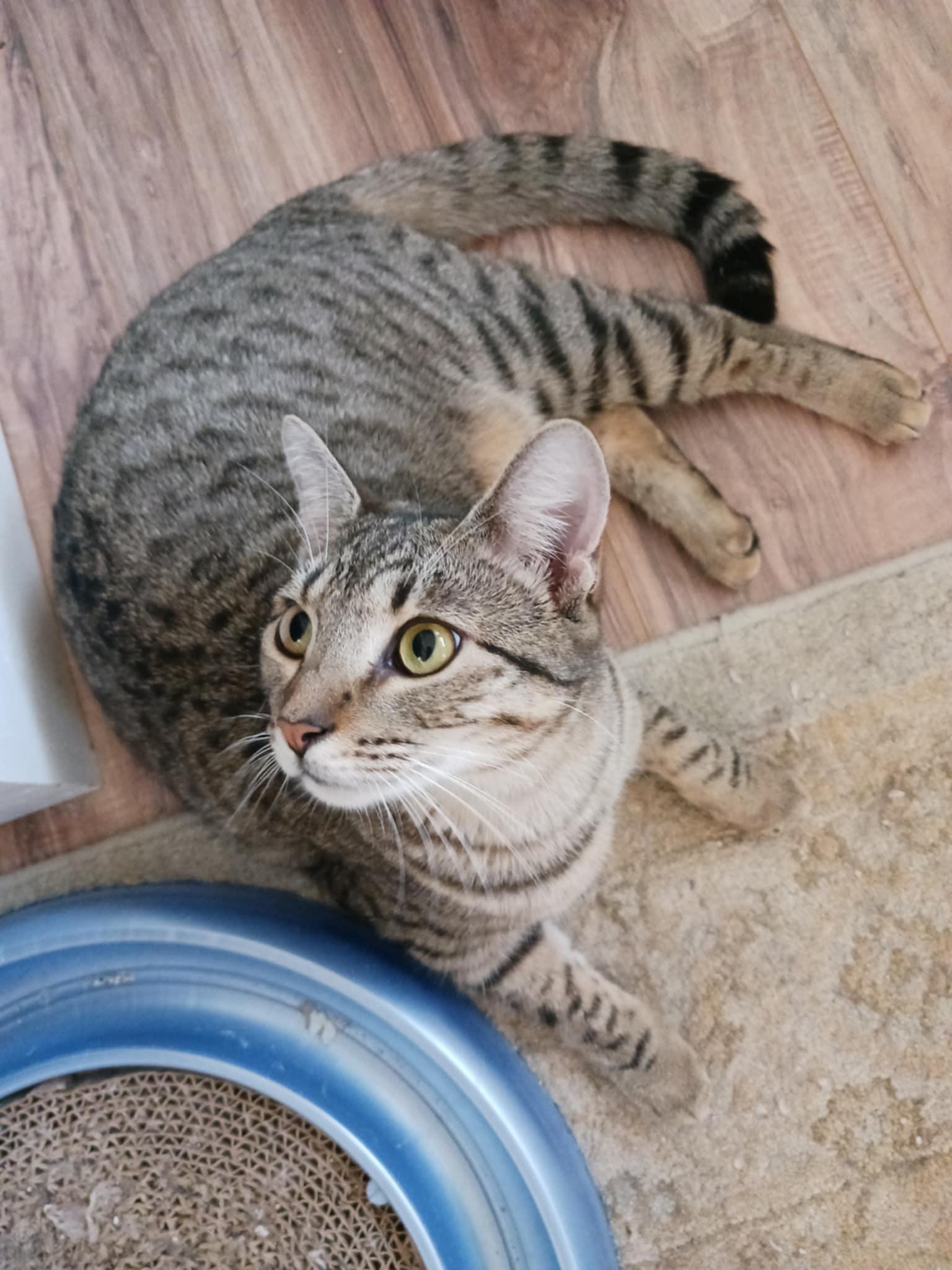 Enlarge Reagan & Raymond, a Adoptable Domestic Short Hair in Jacksonville, FL image 3/6