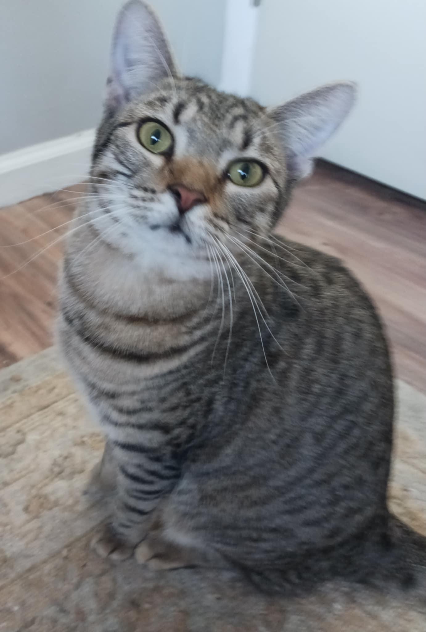 Enlarge Reagan & Raymond, a Adoptable Domestic Short Hair in Jacksonville, FL image 5/6
