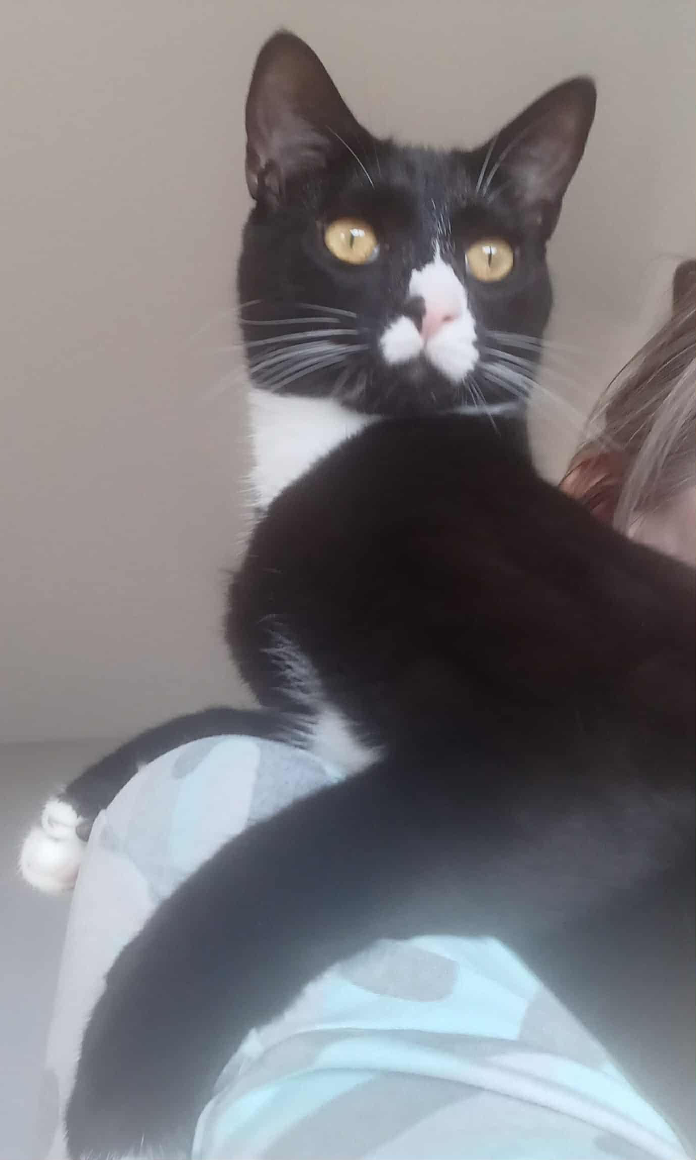 Enlarge Reagan & Raymond, a Adoptable Domestic Short Hair in Jacksonville, FL image 6/6