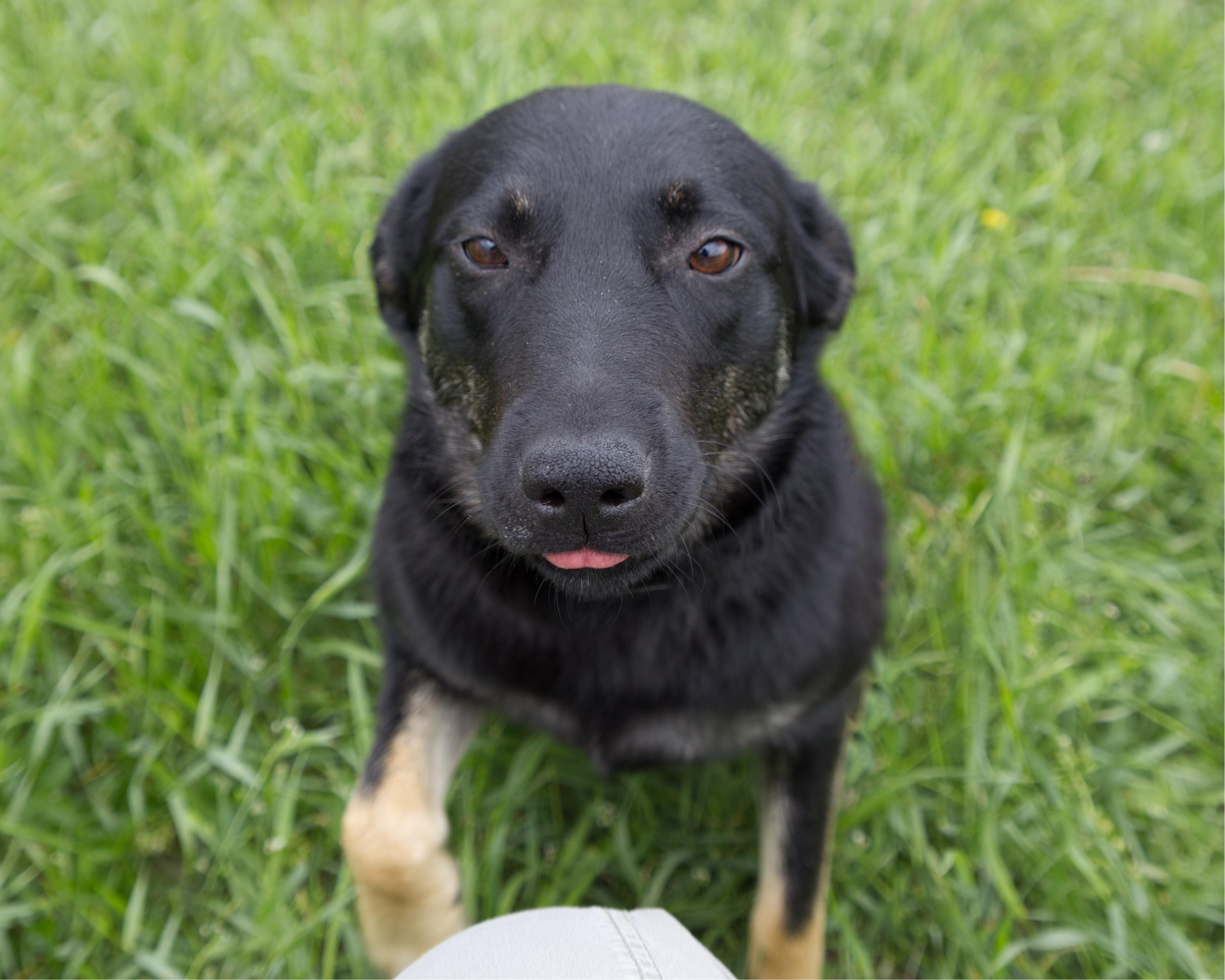 Enlarge Dumpling, an adoptable mixed breed in Winnipeg, MB image 3/3