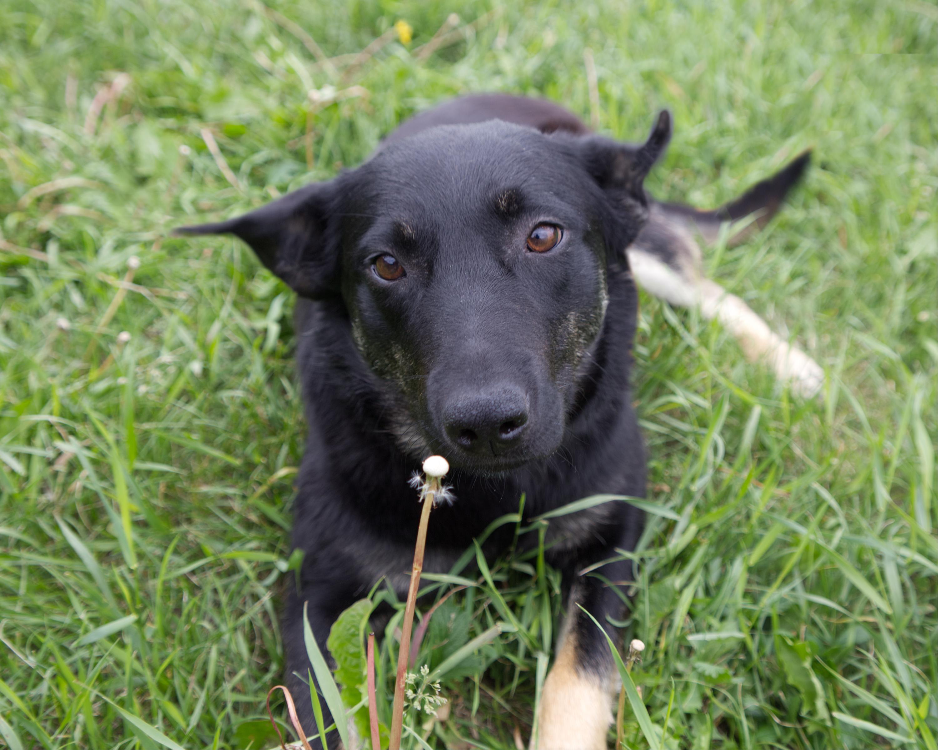 Dumpling, adoptable, Adult Female Shepherd.
