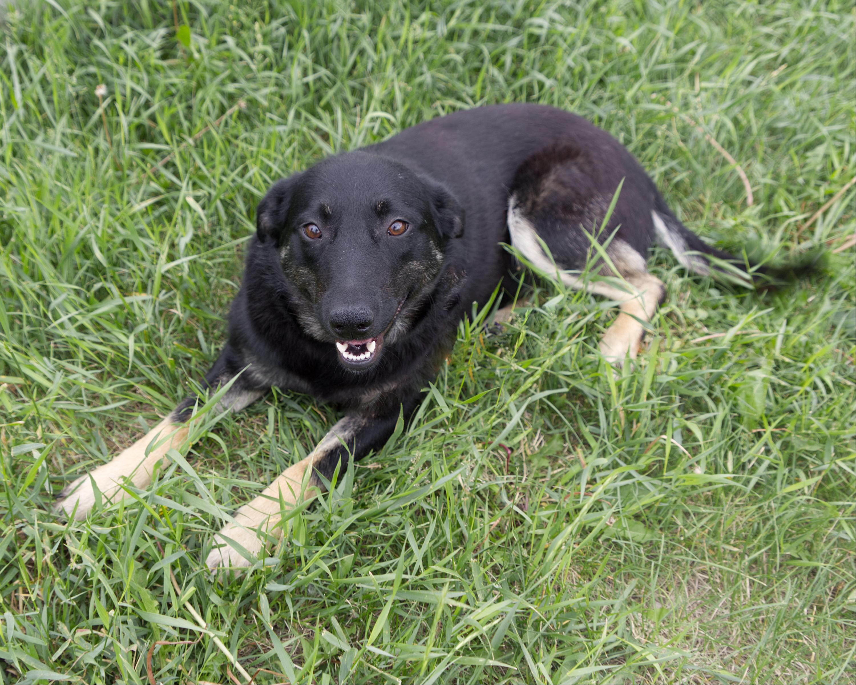 Enlarge Dumpling, an adoptable mixed breed in Winnipeg, MB image 2/3