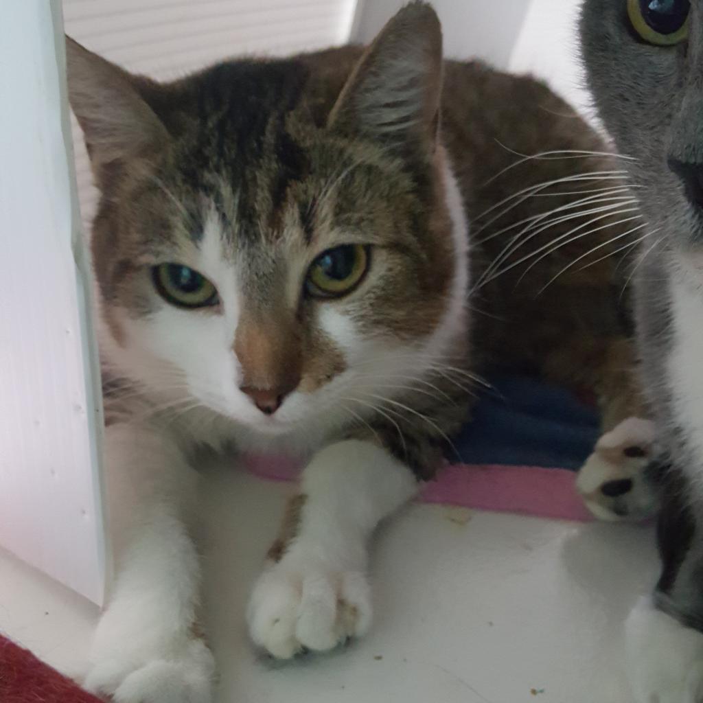 Enlarge Ursula, a Adoptable Domestic Short Hair in Cumming, GA image 1/5