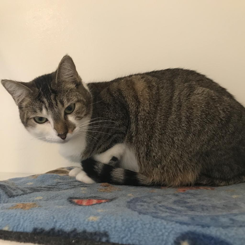 Enlarge Ursula, a Adoptable Domestic Short Hair in Cumming, GA image 2/5