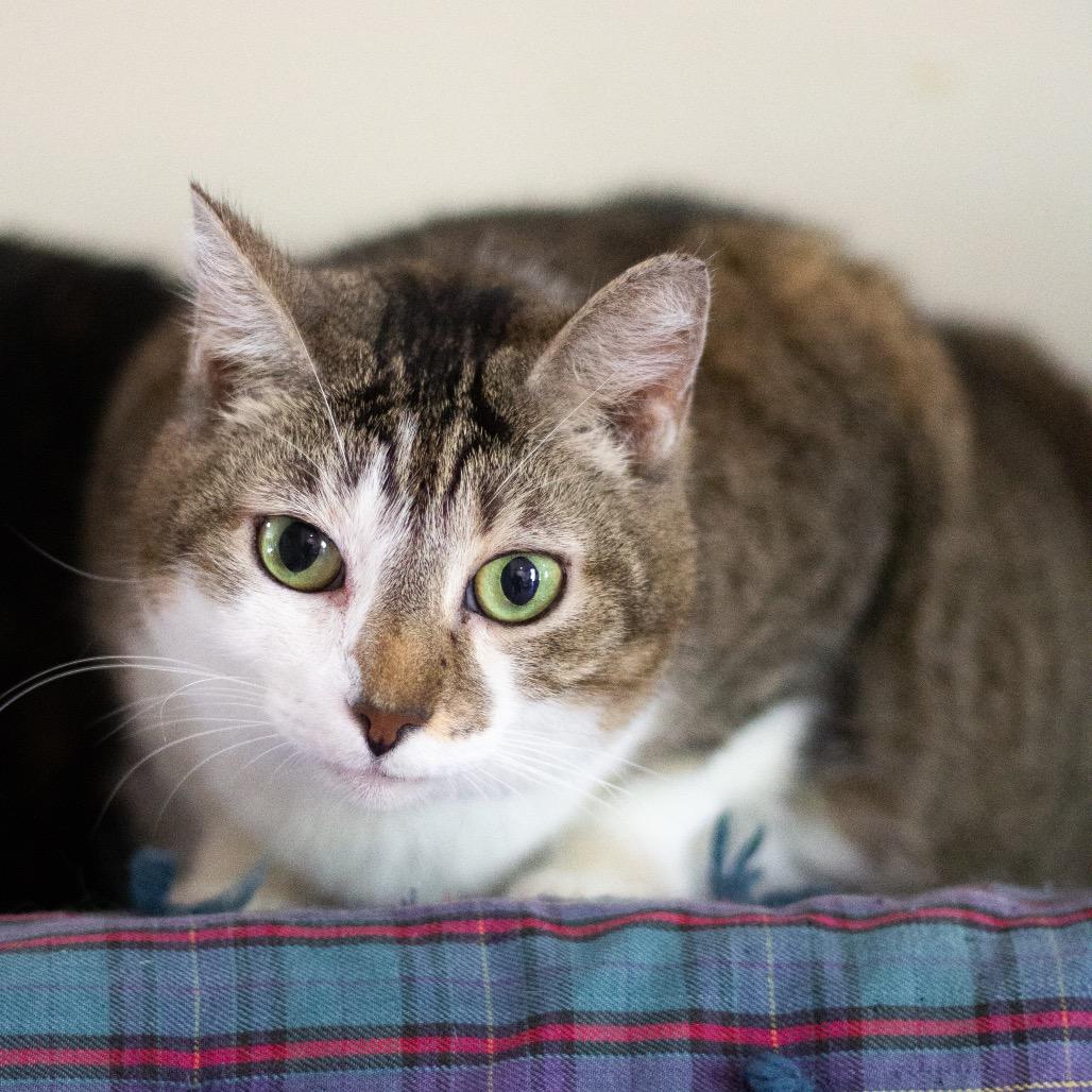 Enlarge Ursula, a Adoptable Domestic Short Hair in Cumming, GA image 4/5
