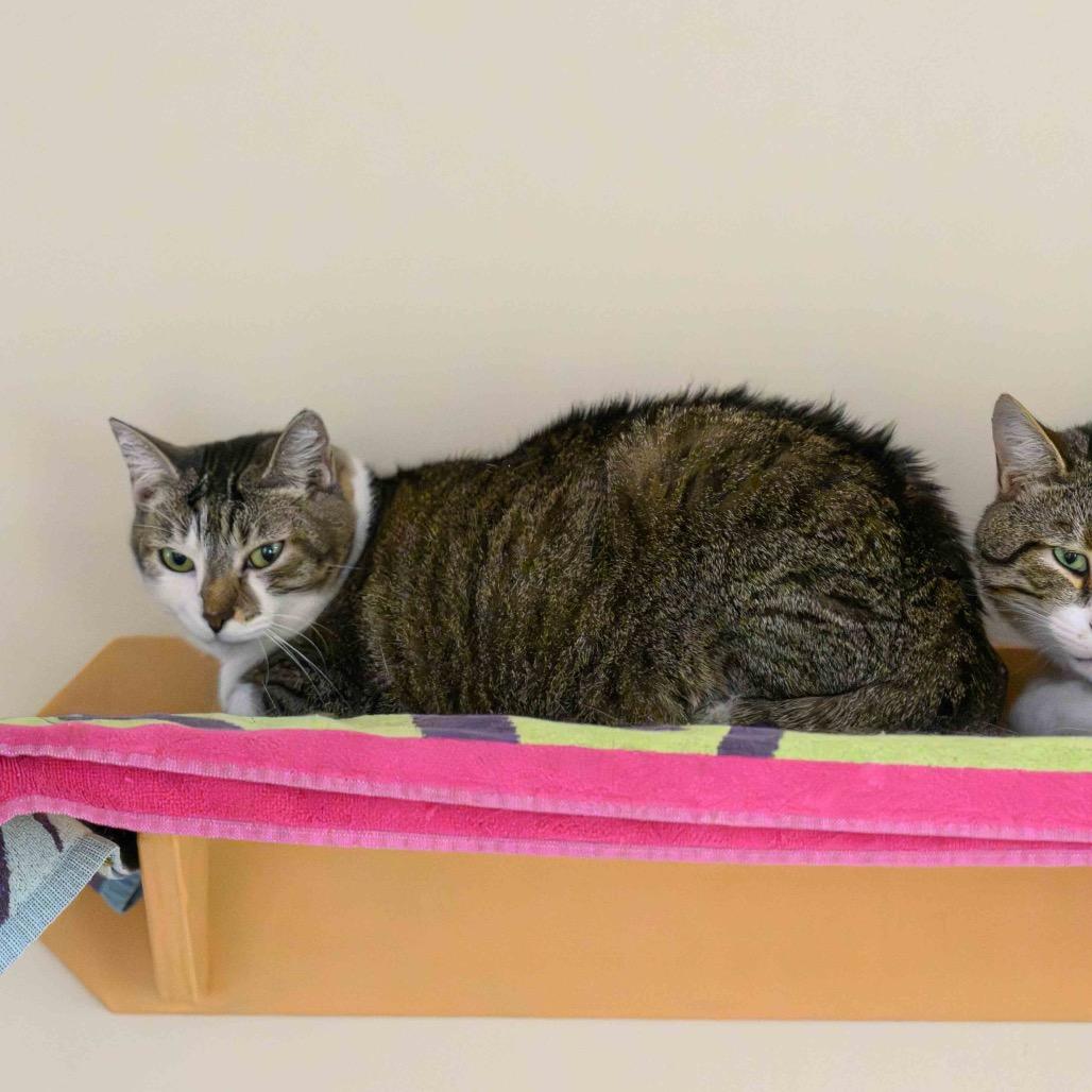 Enlarge Ursula, a Adoptable Domestic Short Hair in Cumming, GA image 5/5