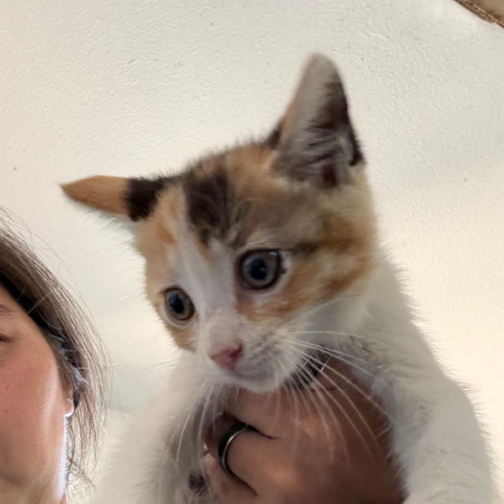 Eloise, Adoptable, Kitten Female Domestic Short Hair.