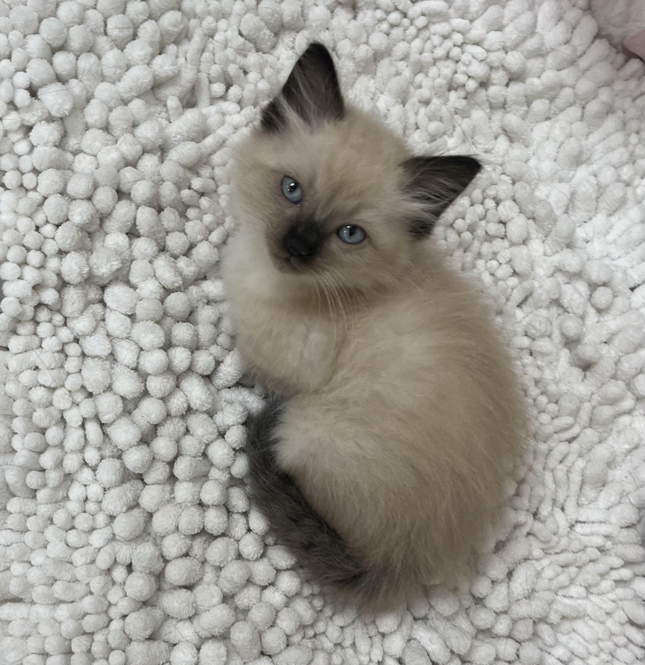 Oliver