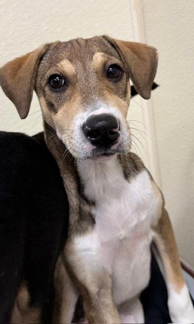 Lia, Adopted, Puppy Female Shepherd & Beagle.