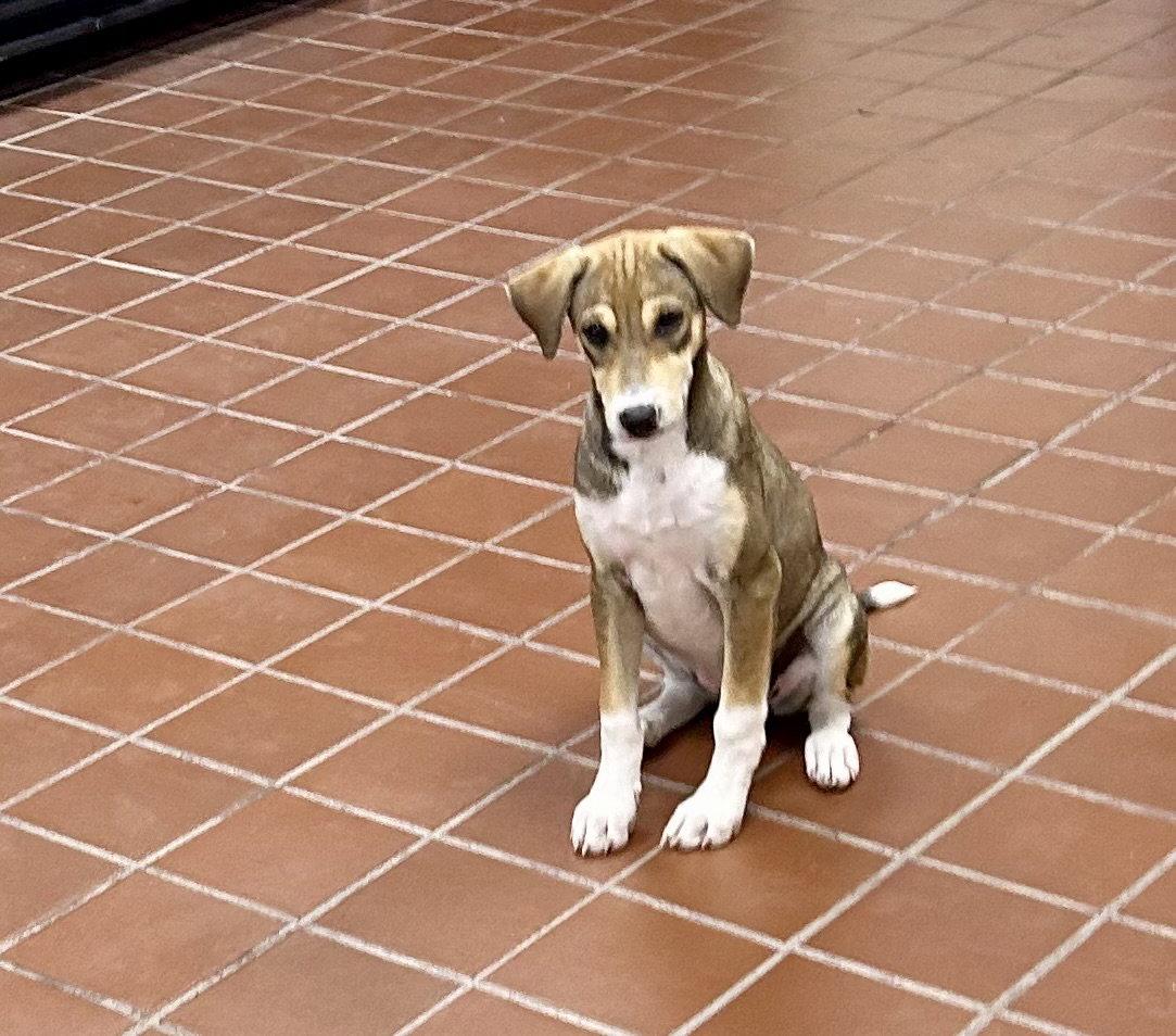 Enlarge Lia, a Adopted mixed breed in Lake Hopatcong, NJ image 2/3