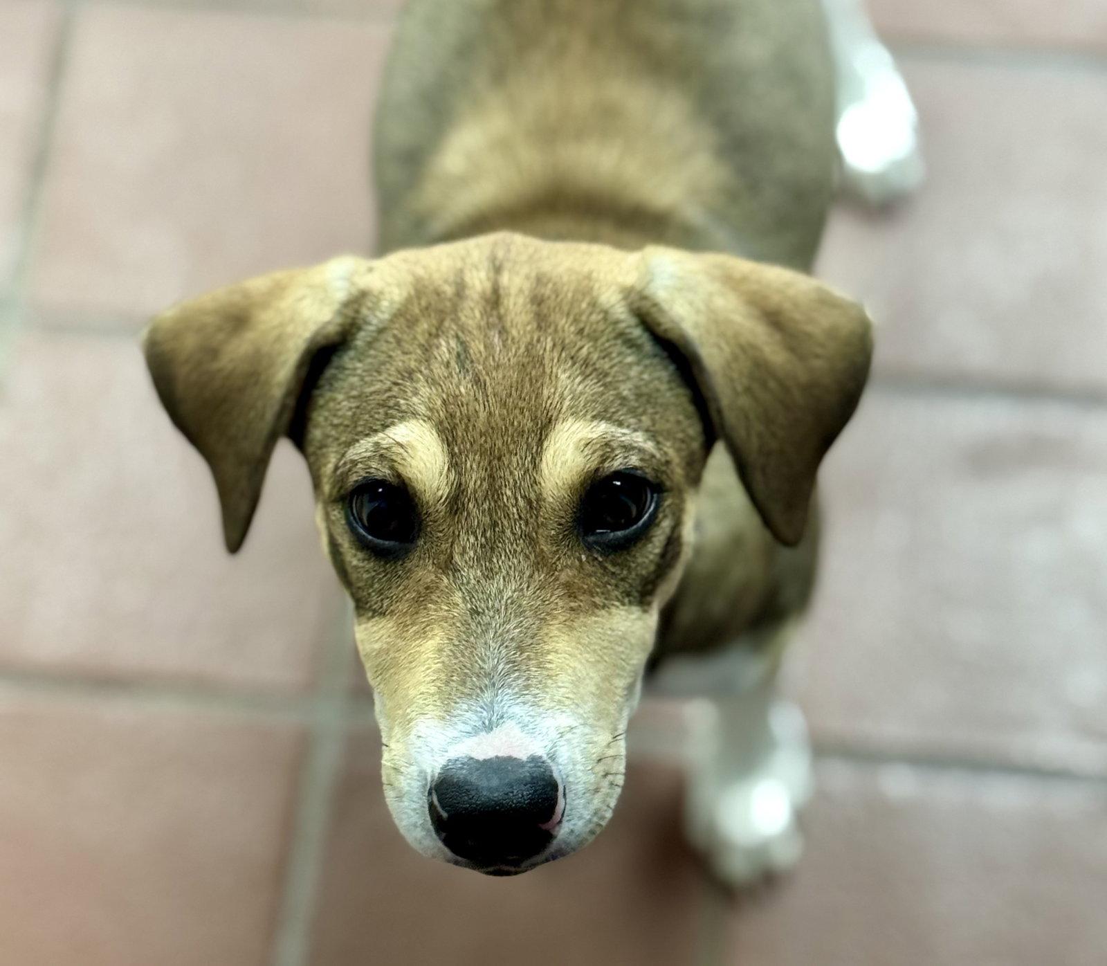 Enlarge Lia, a Adopted mixed breed in Lake Hopatcong, NJ image 3/3