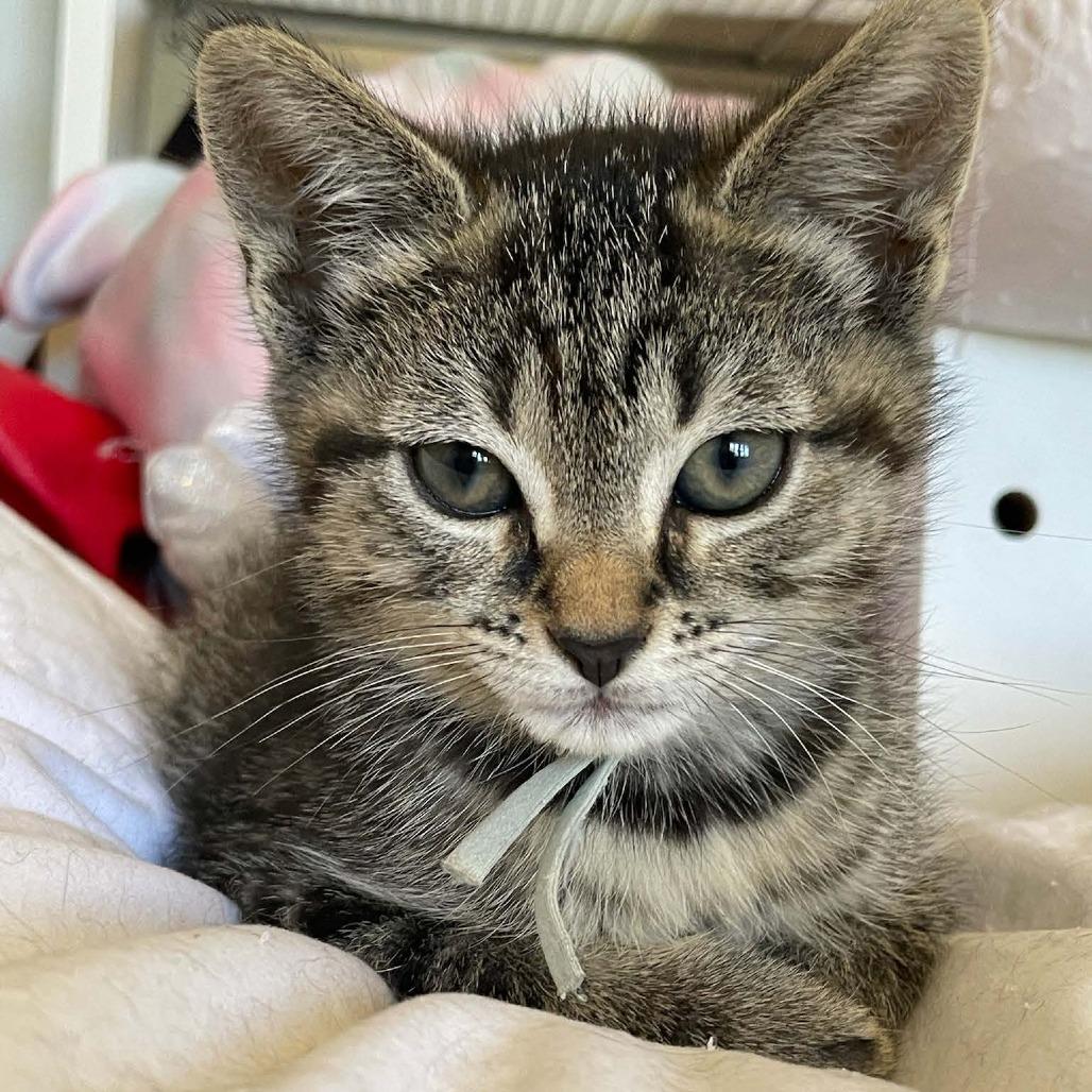 Enlarge Snickers, a Adoptable Domestic Short Hair in Bel Air, MD image 1/4
