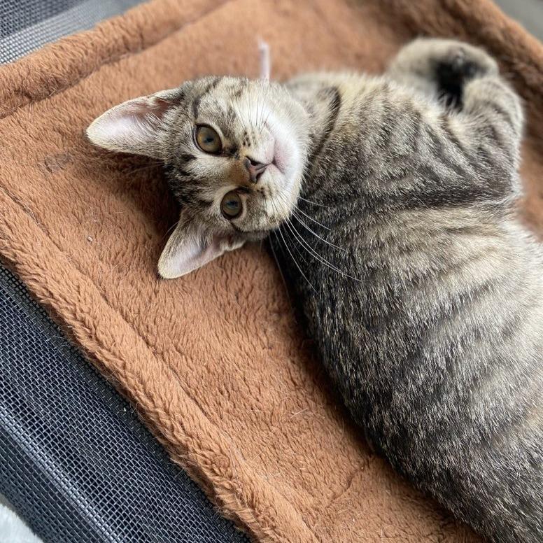 Enlarge Snickers, a Adoptable Domestic Short Hair in Bel Air, MD image 2/4