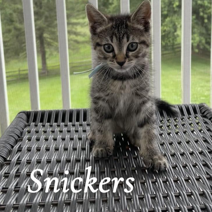 Enlarge Snickers, a Adoptable Domestic Short Hair in Bel Air, MD image 3/4