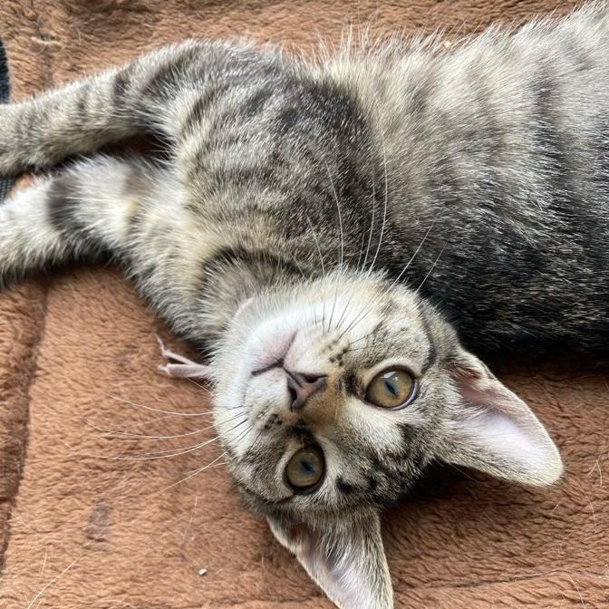 Enlarge Snickers, a Adoptable Domestic Short Hair in Bel Air, MD image 4/4