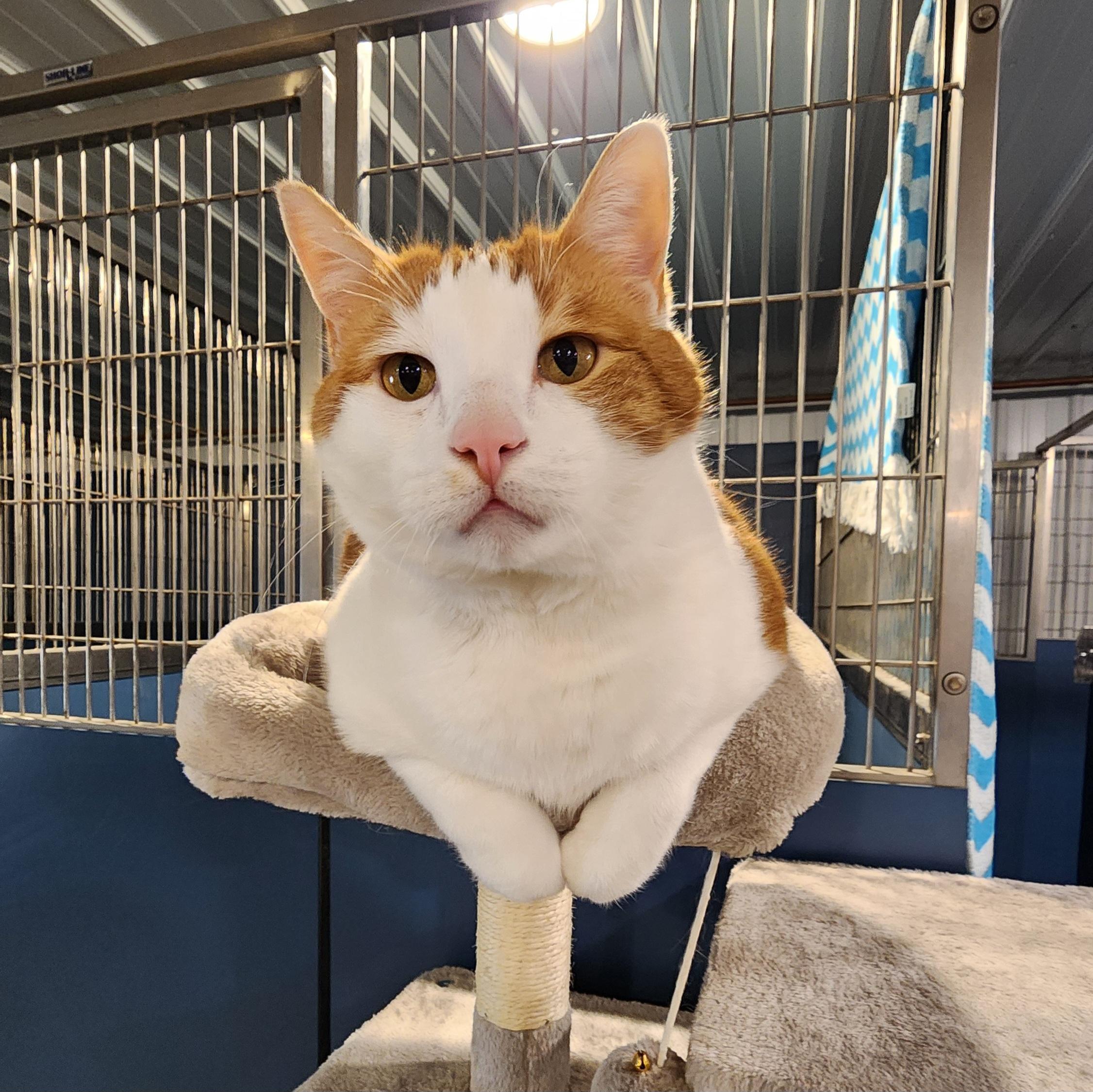Carl, ADOPTABLE, Senior Male Domestic Short Hair.