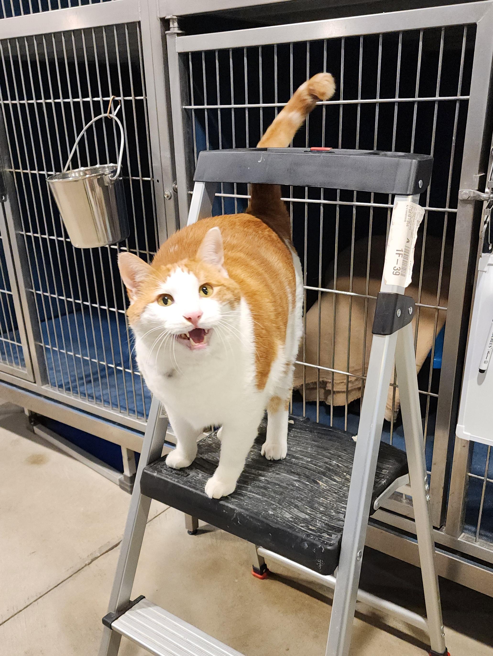 Enlarge Carl, a ADOPTABLE Domestic Short Hair in Ely, MN image 2/3