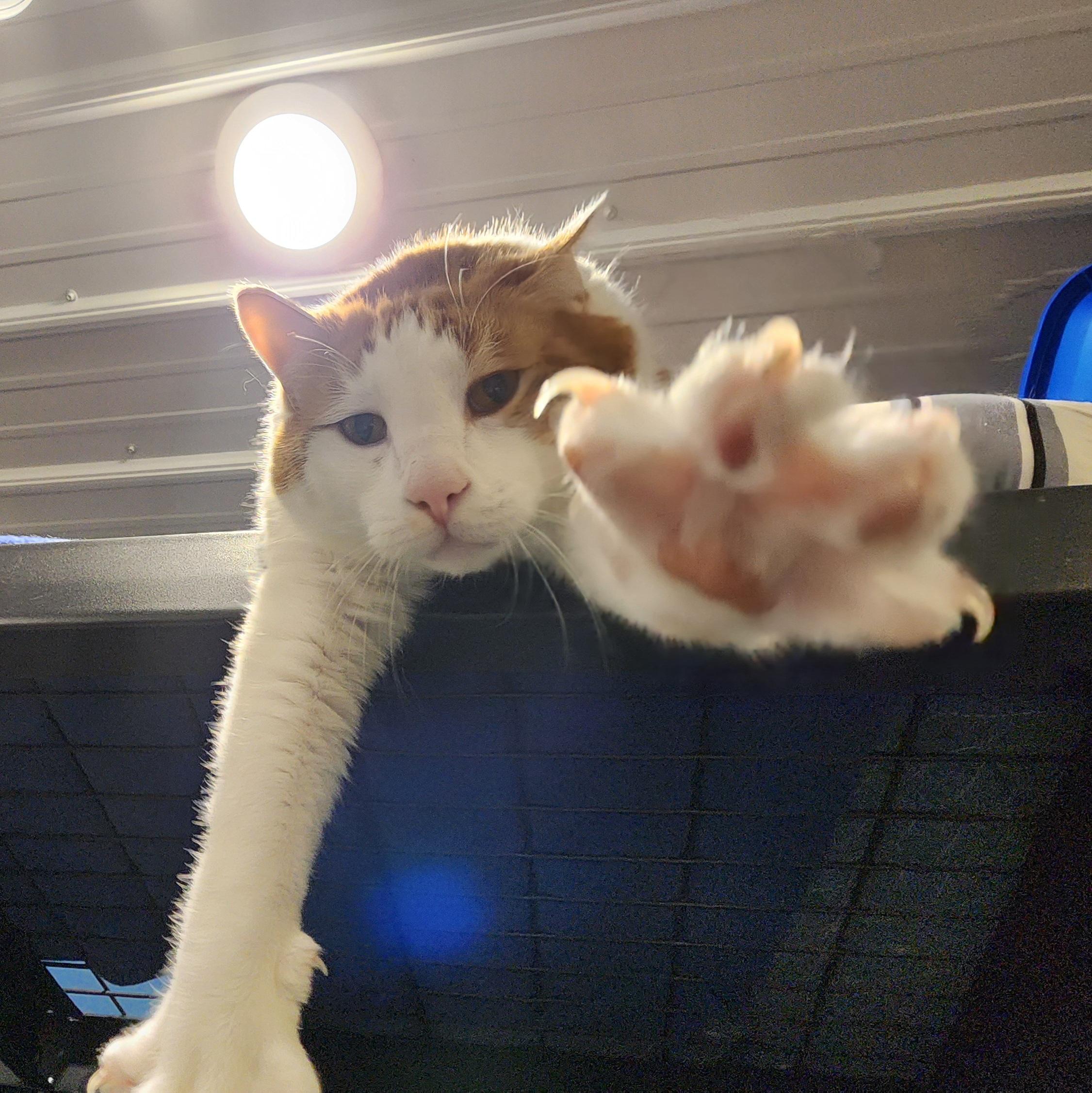 Enlarge Carl, a ADOPTABLE Domestic Short Hair in Ely, MN image 3/3