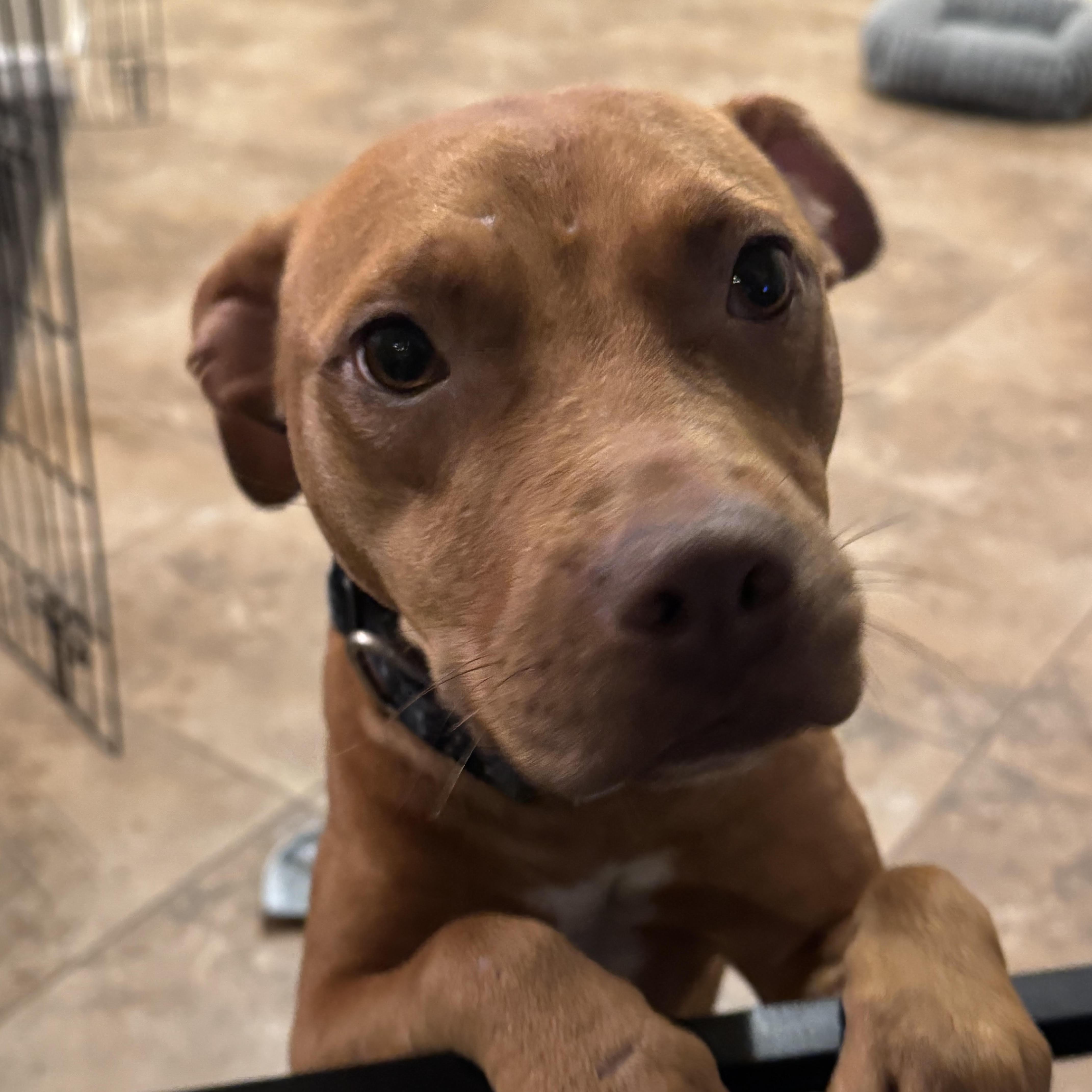 Enlarge Anabelle, a Adoptable mixed breed in Federal Way , WA image 1/6