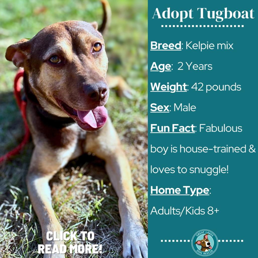 Tugboat, Adoptable, Adult Male Australian Kelpie & German Pinscher.