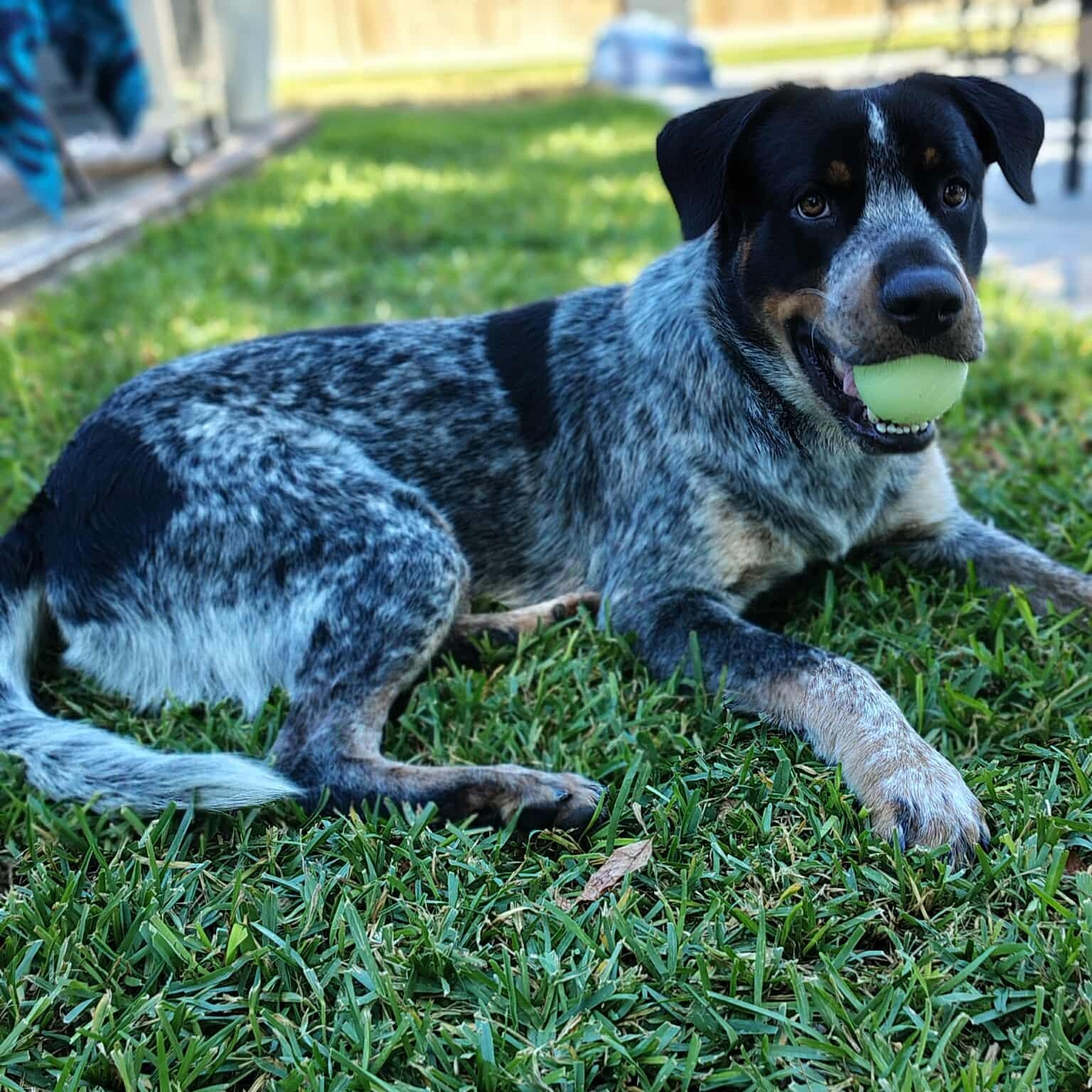 Dougie, an adoptable Australian Cattle Dog / Blue Heeler, Rottweiler in Bozeman, MT, 59715 | Photo Image 5
