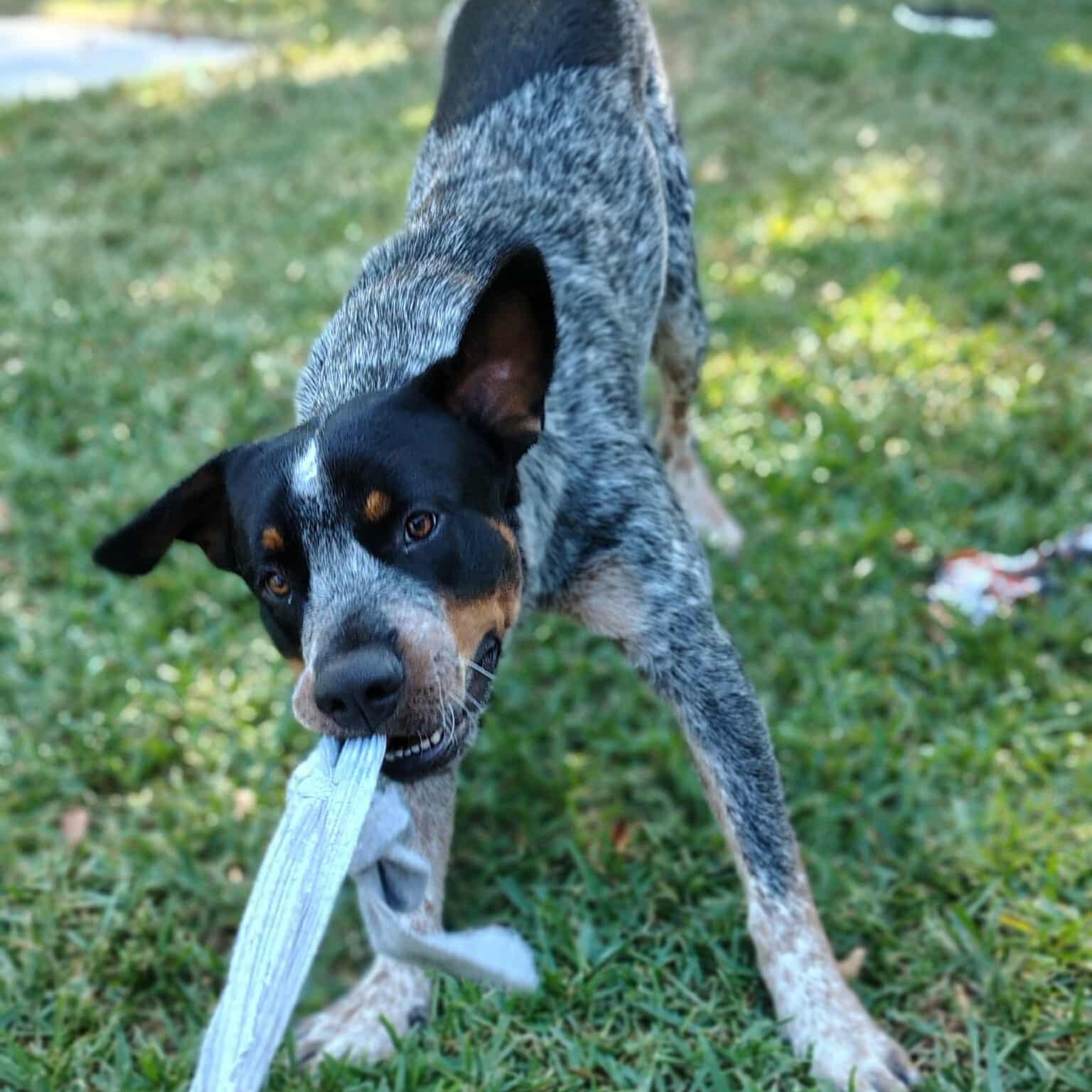 Dougie, an adoptable Australian Cattle Dog / Blue Heeler, Rottweiler in Bozeman, MT, 59715 | Photo Image 3