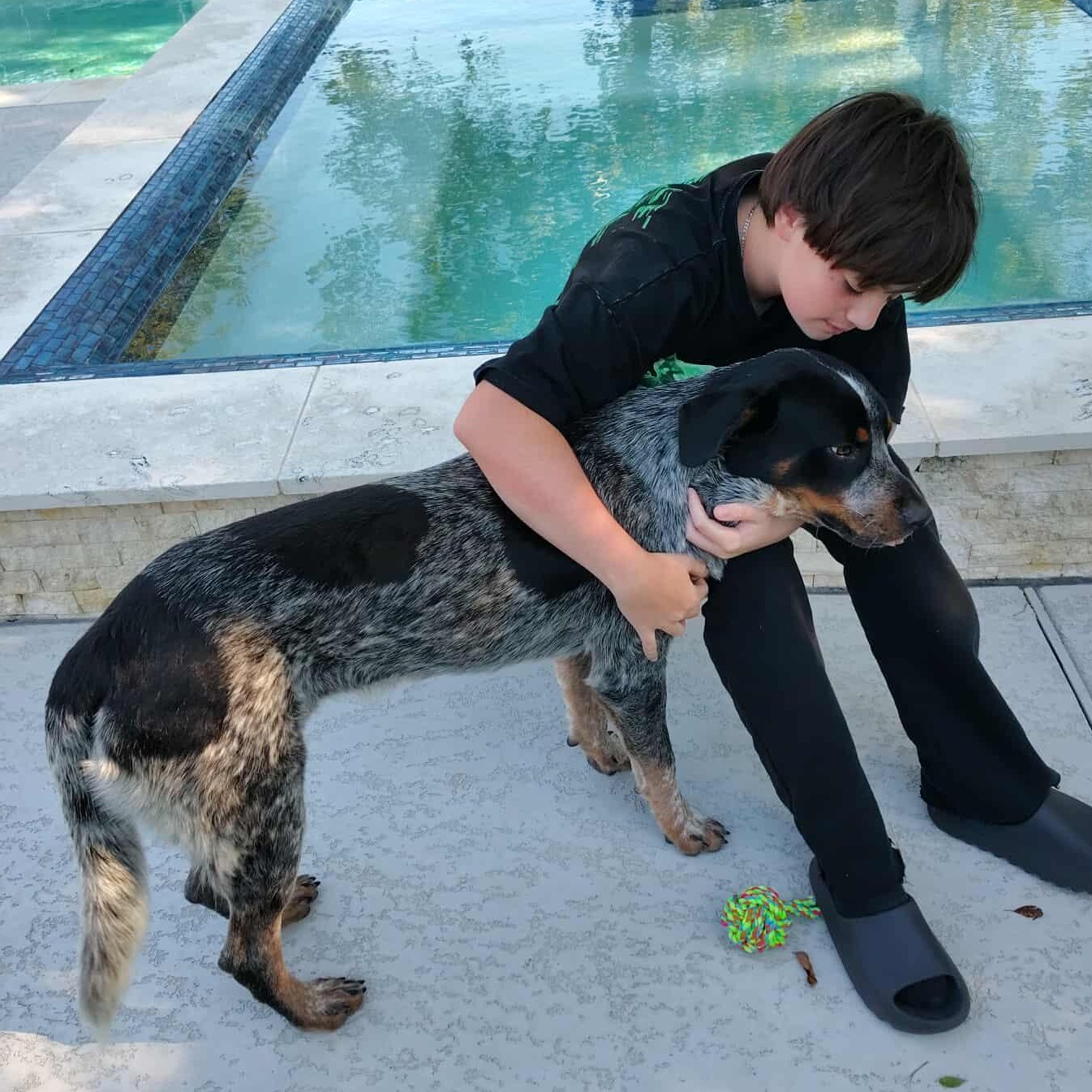 Dougie, an adoptable Australian Cattle Dog / Blue Heeler, Rottweiler in Bozeman, MT, 59715 | Photo Image 6