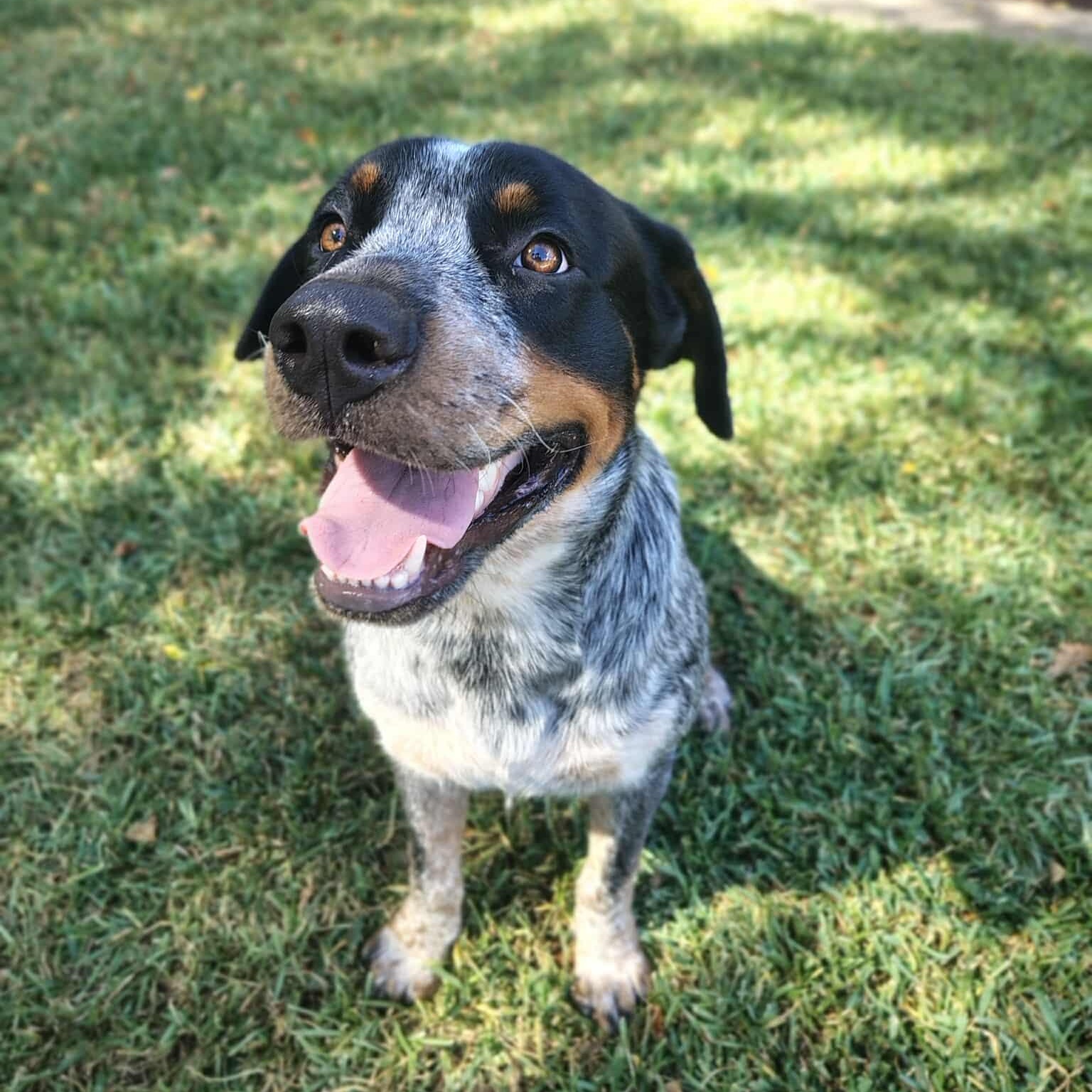 Dougie, an adoptable Australian Cattle Dog / Blue Heeler, Rottweiler in Bozeman, MT, 59715 | Photo Image 1