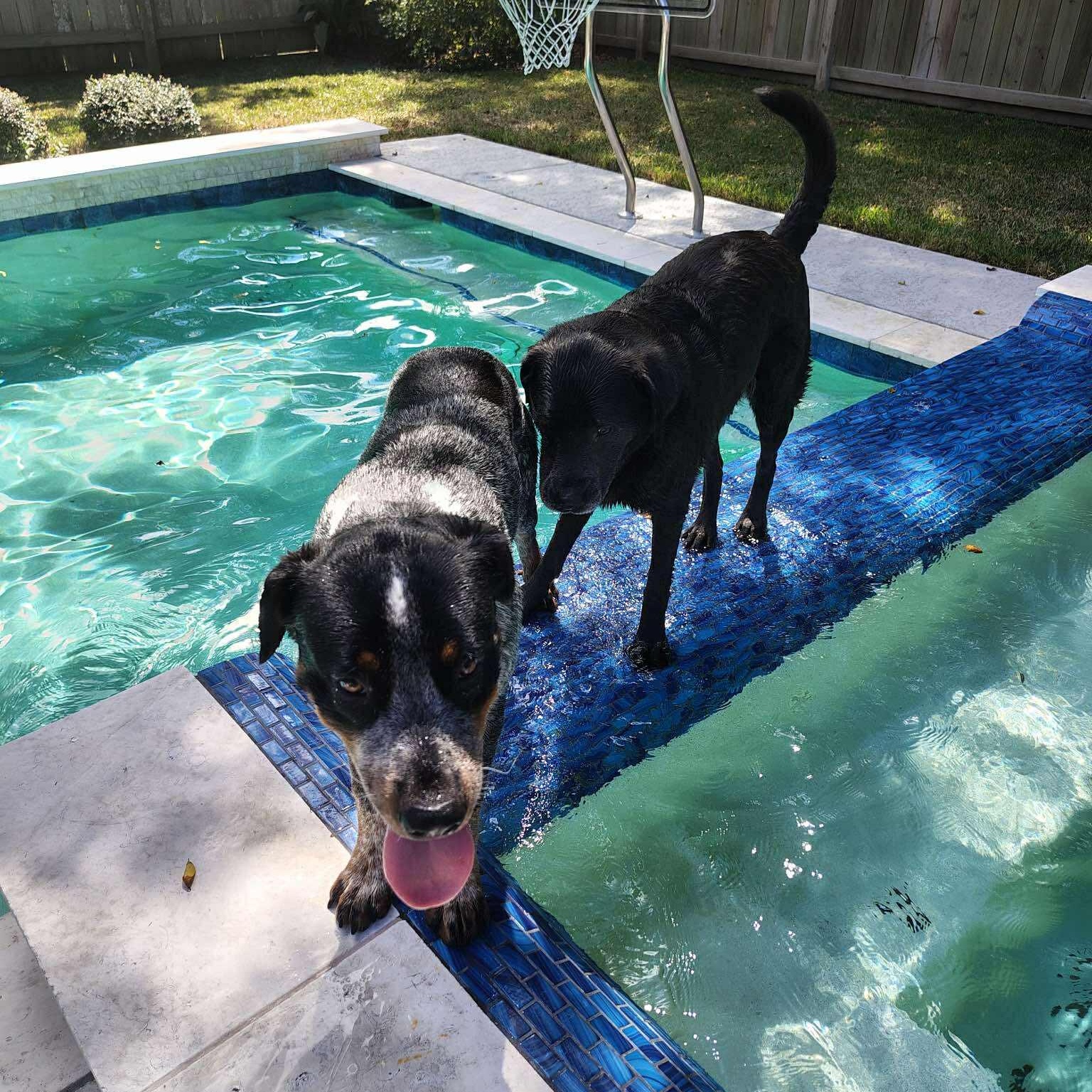Dougie, an adoptable Australian Cattle Dog / Blue Heeler, Rottweiler in Bozeman, MT, 59715 | Photo Image 4